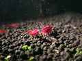 Cherry Shrimp (Premium Grade)