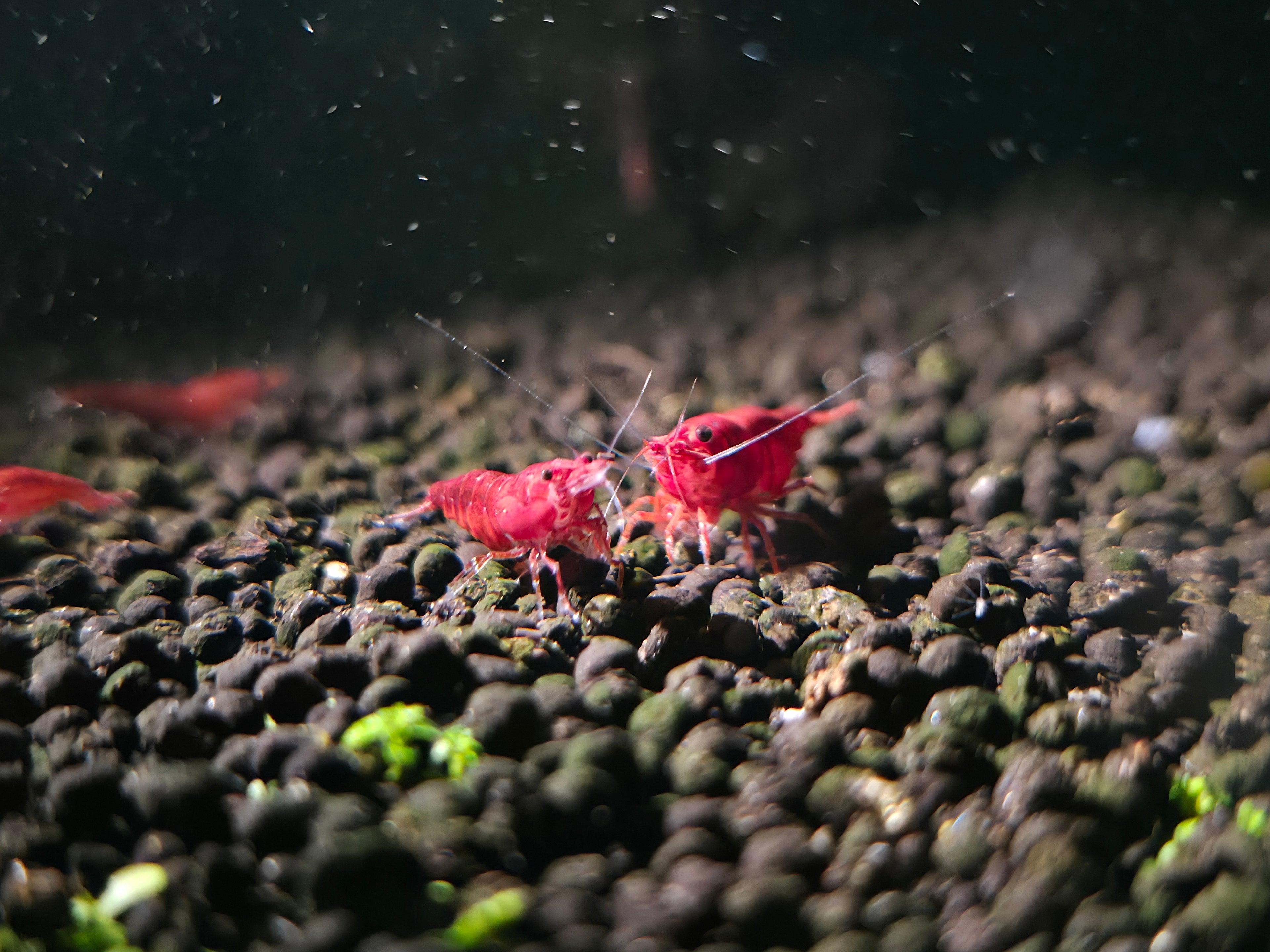 Cherry Shrimp (Premium Grade)