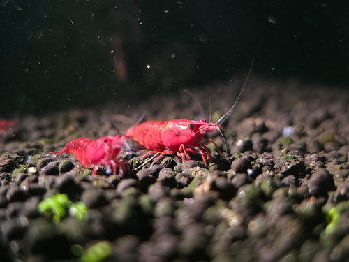 Cherry Shrimp (Premium Grade)