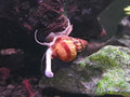 Assassin Snails