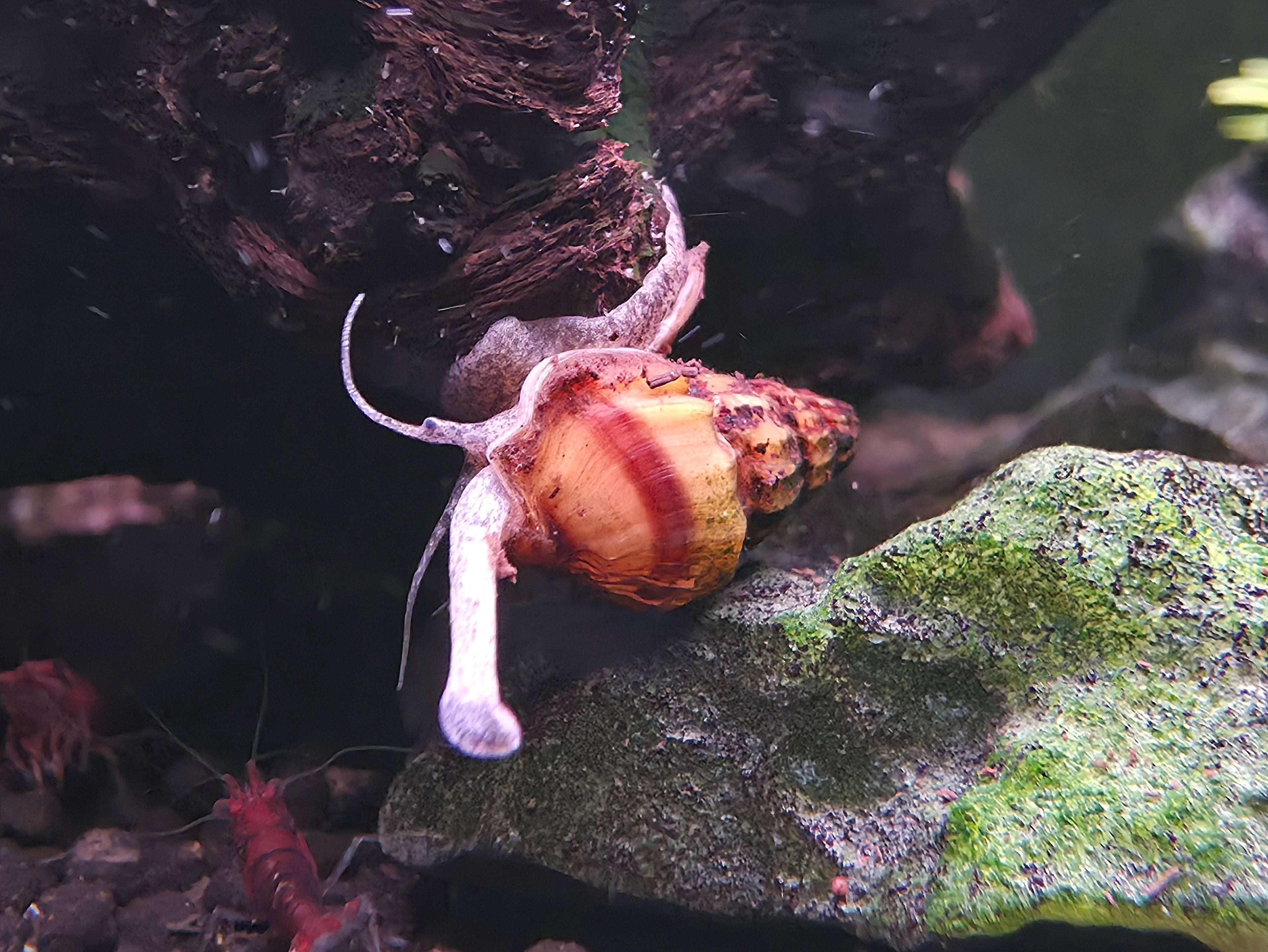 Assassin Snails