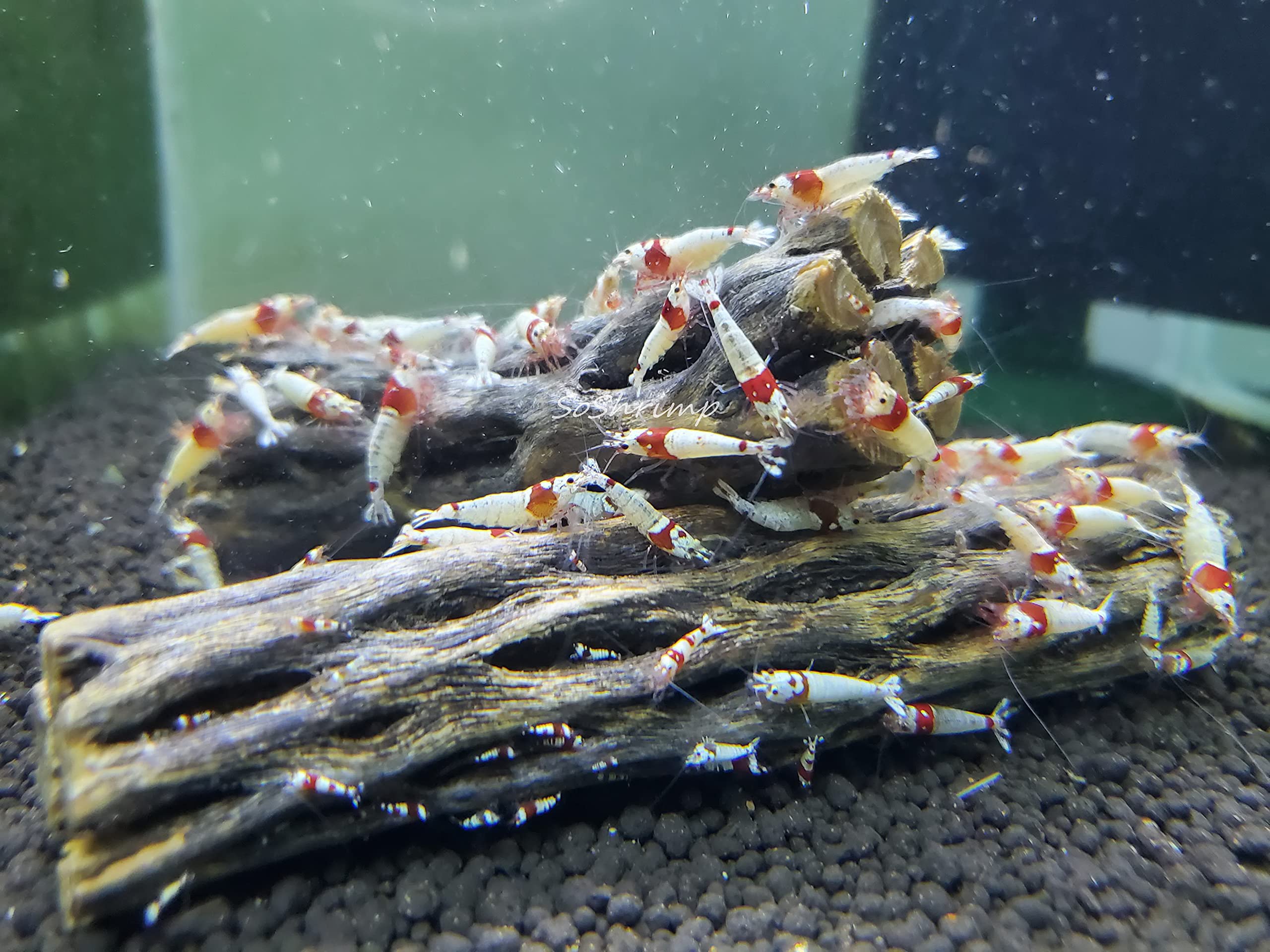 Natural Cholla Wood for Aquarium Shrimp and Fish Tank (4 Inch (3 Pack))
