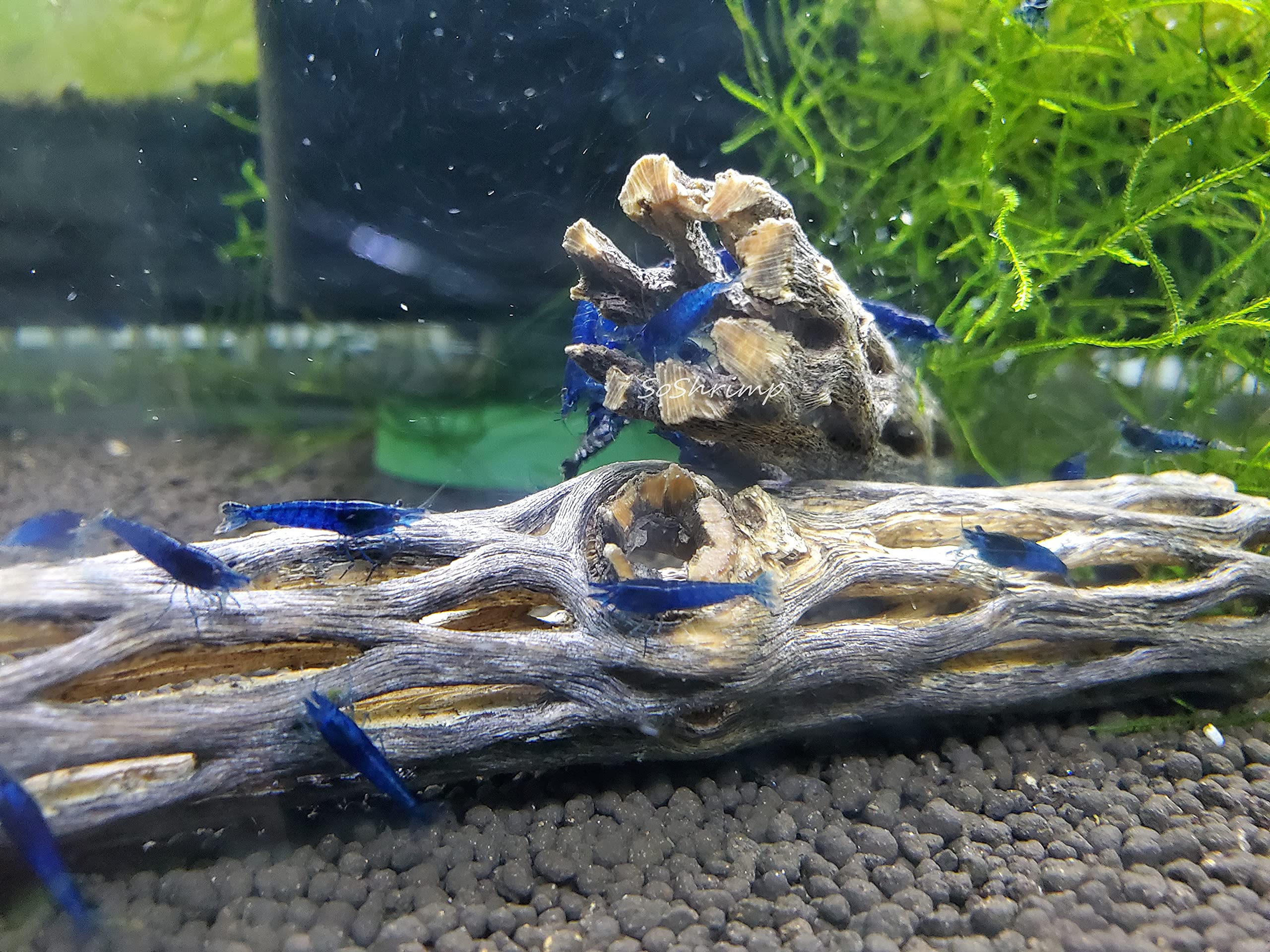 Natural Cholla Wood for Aquarium Shrimp and Fish Tank (4 Inch (3 Pack))