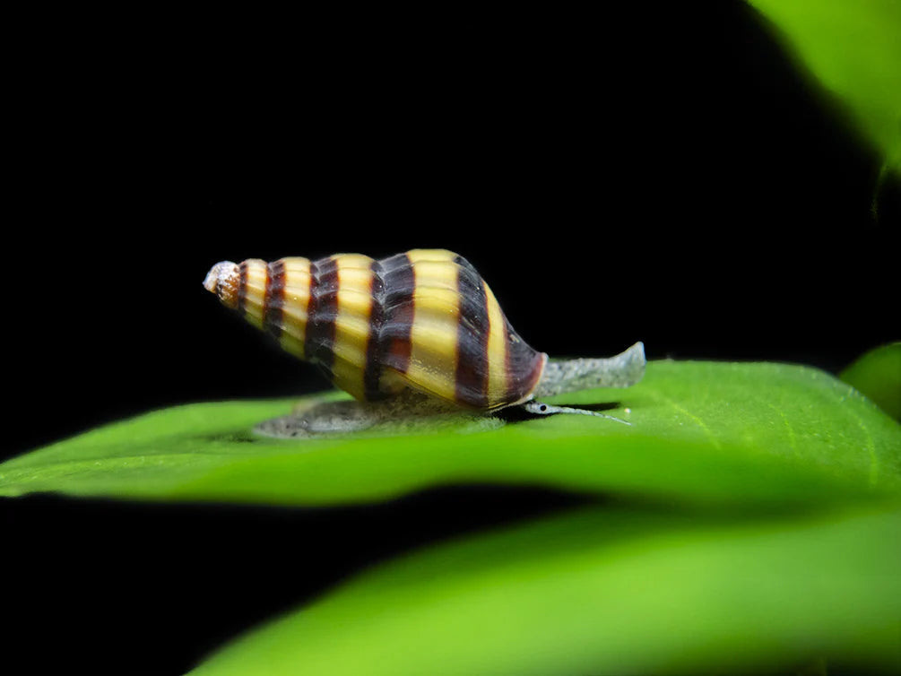 Assassin Snails
