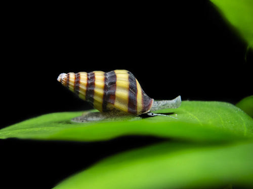 Assassin Snails