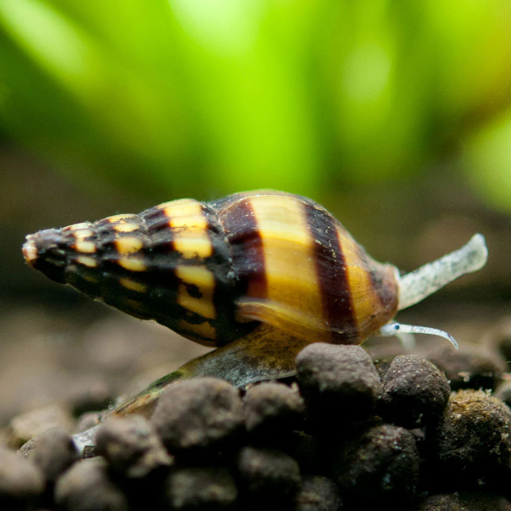 Assassin Snails