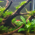 Cherry Shrimp Product Image
