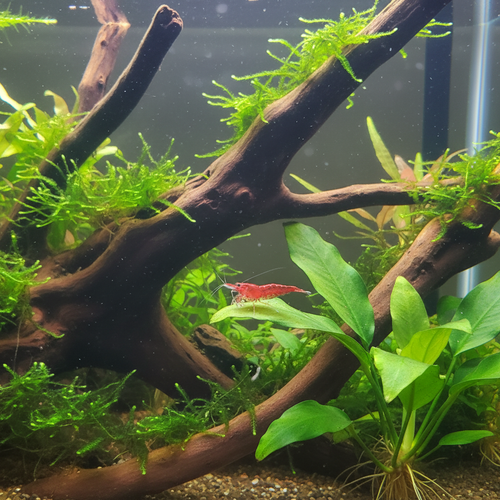 Cherry Shrimp Product Image